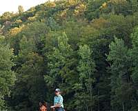dunskin-draft-horse