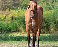 all-around-draft-horse
