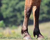 beginner-draft-horse
