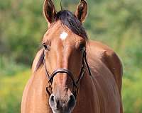 cross-draft-horse