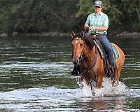 draft-horse