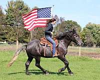 husband-safe-draft-horse