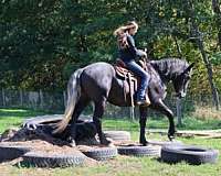 field-trial-draft-horse