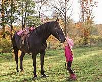 ridden-english-draft-horse