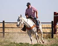 experienced-kentucky-mountain-horse