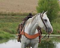 open-kentucky-mountain-horse