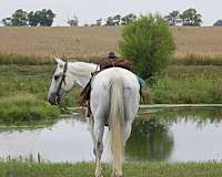 price-kentucky-mountain-horse