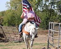 auction-kentucky-mountain-horse