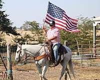 available-kentucky-mountain-horse