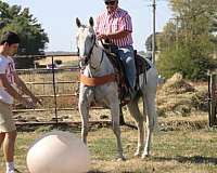 blue-kentucky-mountain-horse
