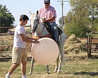 blue-roan-kentucky-mountain-horse