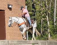 buy-kentucky-mountain-horse