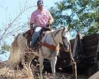 naturally-gaited-quarter-horse