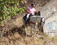 experience-kentucky-mountain-horse
