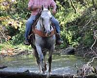 all-quarter-horse