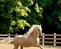 dressage-morgan-horse