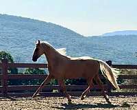 western-dressage-morgan-horse