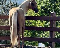 western-pleasure-morgan-horse