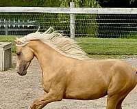 palomino-morgan-gelding