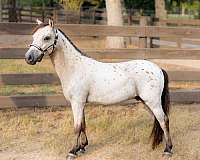 leopard-few-spot-appaloosa-horse