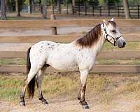 buckskin-leopard-few-spot-appaloosa-horse