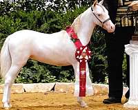 miniature-appaloosa-gelding