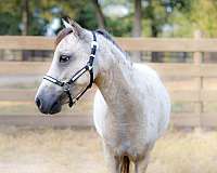 miniature-show-horse