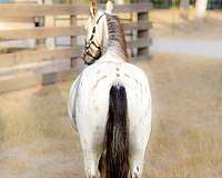 leopard-few-spot-appaloosa
