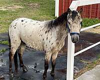 miniature-show-horse-gelding