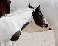 15-hand-irish-draught-filly