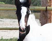 tobiano-horse