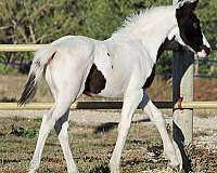 athletic-eventing-pinto-horse