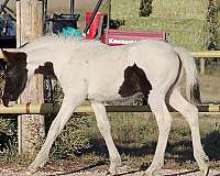 athletic-eventing-warmblood-horse