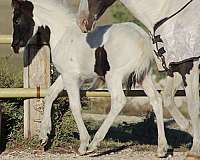 pinto-holsteiner-filly