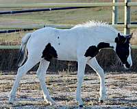 pinto-athletic-eventing-horse