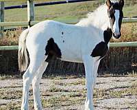 athletic-eventing-filly