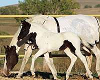 athletic-eventing-horse