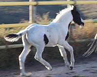athletic-eventing