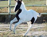 tobiano-irish-draught-filly