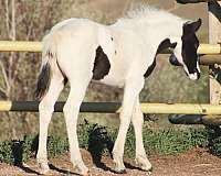 tobiano