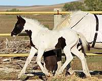 tobiano-filly-for-sale