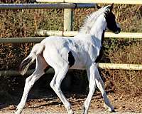 tobiano-irish-draught-for-sale
