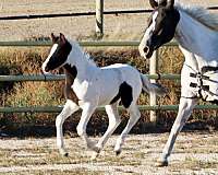 all-irish-draught-horse