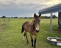 buckskin-roan-show-horse