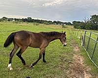 buckskin-roan-champion-horse