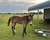 buckskin-roan-tennessee-walking-horse-for-sale