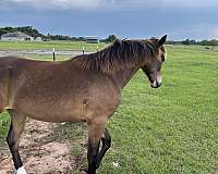 buckskin-roan-tennessee-walking