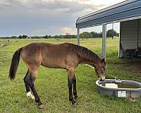 tennessee-walking-colt
