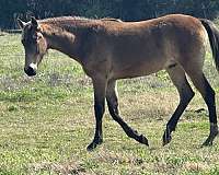 tennessee-walking-horse-for-sale