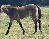 tennessee-walking-horse